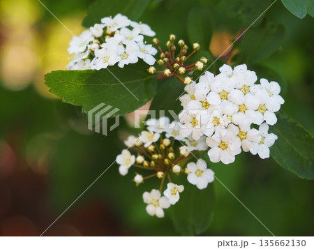 春の花　咲きはじめのコデマリ	 135662130
