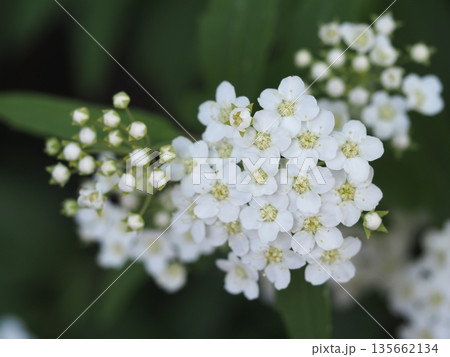 春の花 咲きはじめのコデマリ 春の花 咲きはじめのコデマリ 135662134