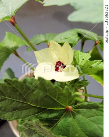 オクラの花のクローズアップ（黄色い花と緑の葉） 135662221