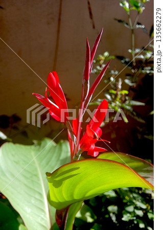 Sunlit Red Canna lily Flower Sunlit Red Canna lily Flower 135662279