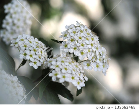 春の花　コデマリ 135662469