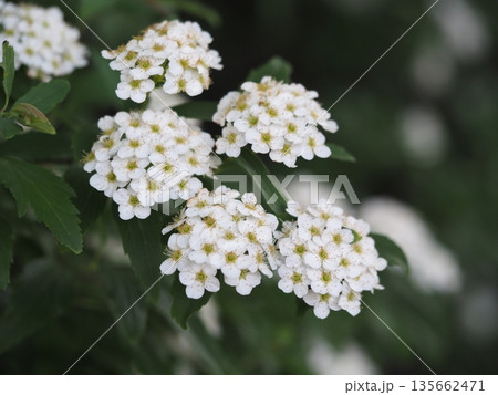 春の花　コデマリ 135662471
