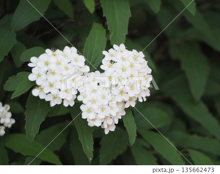 春の花 コデマリ 春の花 コデマリ 135662473