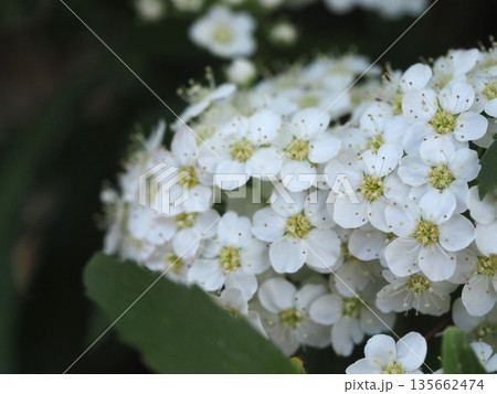 春の花 コデマリ 春の花 コデマリ 135662474