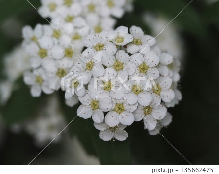 春の花 コデマリ 春の花 コデマリ 135662475