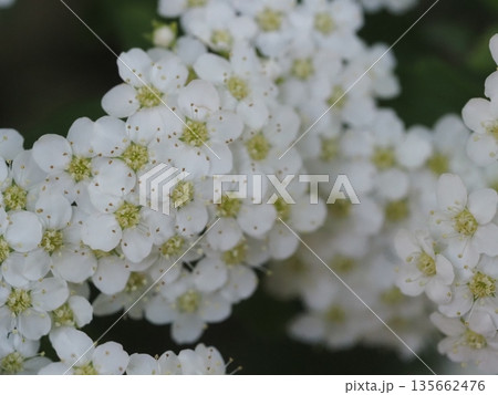 春の花 コデマリ 春の花 コデマリ 135662476