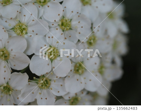 春の花　コデマリ 135662483