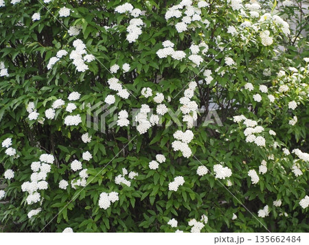 春の花 コデマリ 春の花 コデマリ 135662484