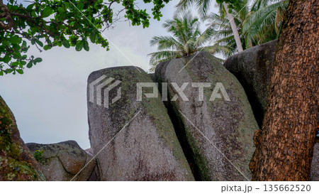Low Angle View of Tall Granite Boulders and Coconut Palm Trees Low Angle View of Tall Granite Boulders and Coconut Palm Trees 135662520