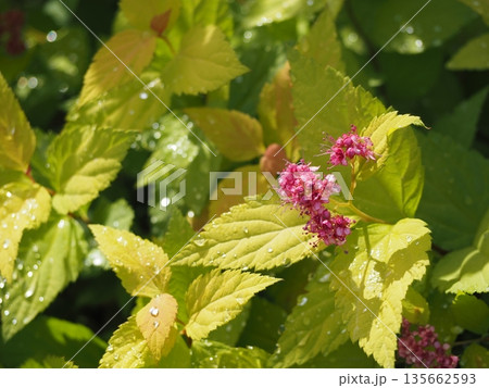 オウゴンシモツケの花	 135662593