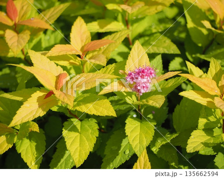 オウゴンシモツケの花	 135662594