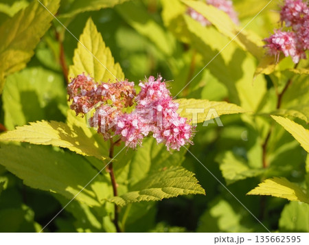 オウゴンシモツケの花	 135662595