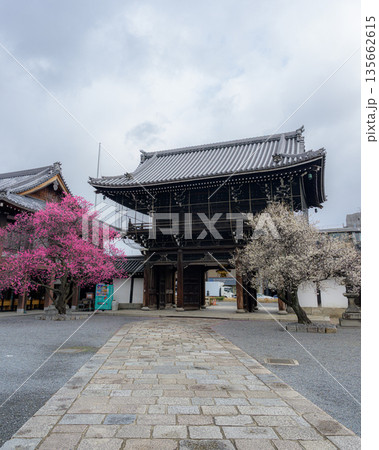 京都興正寺・春を告げる紅梅と白梅 135662615