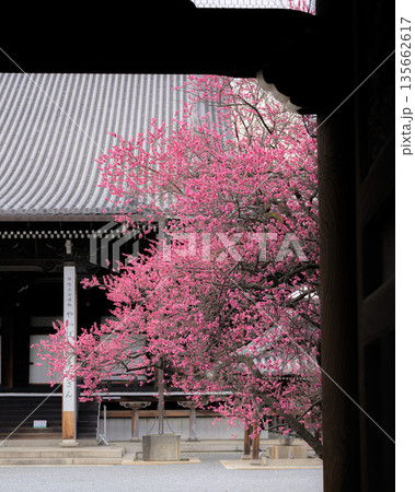 京都興正寺・春を告げる紅梅 135662617