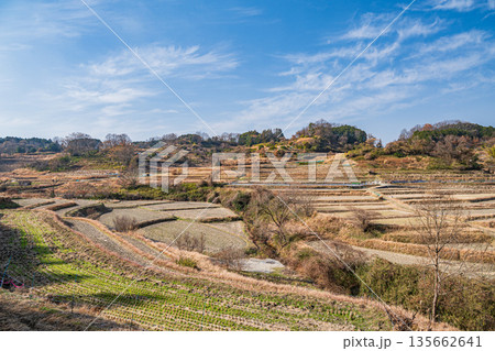 明日香村稲渕の棚田冬景色　日本の棚田百選　奈良県 135662641
