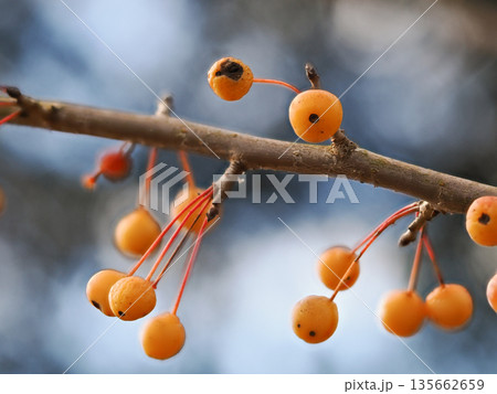 冬のノカイドウの実 135662659