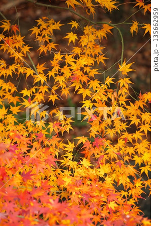 日本の美、晩秋の紅葉 135662959