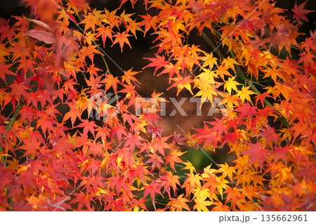 日本の美、晩秋の紅葉 日本の美、晩秋の紅葉 135662961