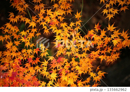 日本の美、晩秋の紅葉 日本の美、晩秋の紅葉 135662962