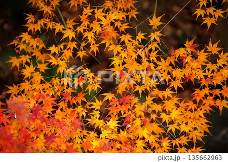 日本の美、晩秋の紅葉 日本の美、晩秋の紅葉 135662963