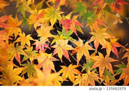 日本の美、晩秋の紅葉 日本の美、晩秋の紅葉 135662979