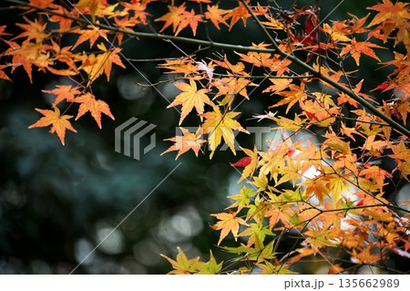 日本の美、晩秋の紅葉 日本の美、晩秋の紅葉 135662989