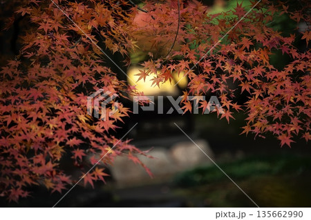 日本の美、晩秋の紅葉 日本の美、晩秋の紅葉 135662990