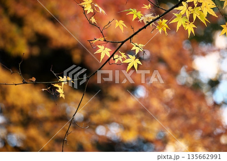 日本の美、晩秋の紅葉 135662991
