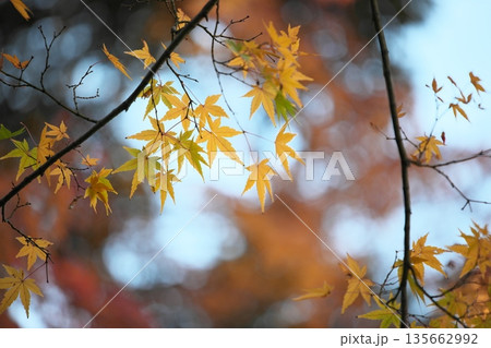 日本の美、晩秋の紅葉 135662992