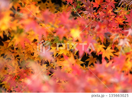 日本の美、晩秋の紅葉 135663025