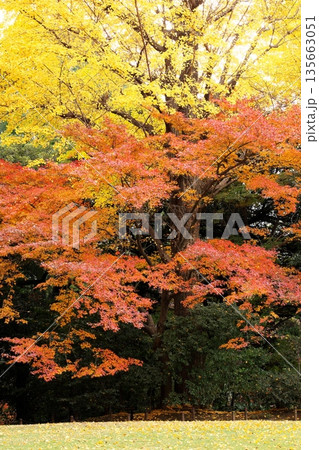 日本の美、晩秋の紅葉 日本の美、晩秋の紅葉 135663051