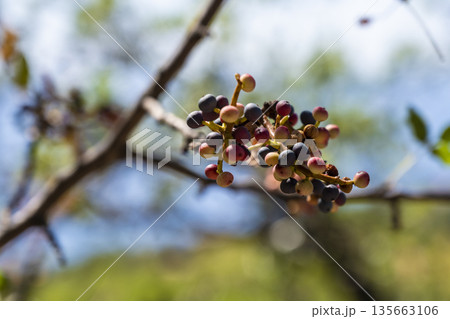 Berries mature on branch amid hillside breeze, Forager watches multicolored berries ripen while hillside breezes animate landscape Berries mature on branch amid hillside breeze, Forager watches multicolored berries ripen while hillside breezes animate landscape 135663106
