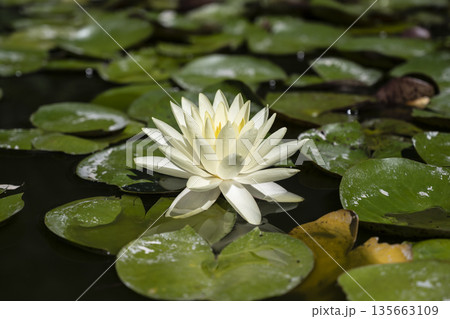 Tranquil water lily with petals and dew, Elegant white water lily gracefully lies on pads with dew under soft morning light 135663109