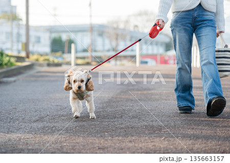 散歩する犬 135663157