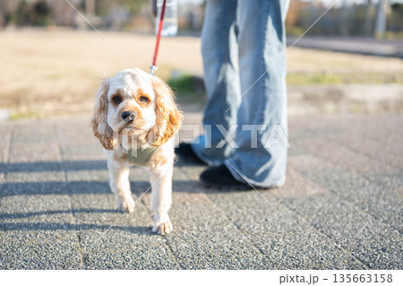 散歩する犬 散歩する犬 135663158