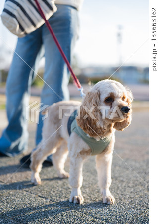 散歩する犬 135663162