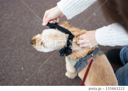 イヤーシュシュを付ける犬 イヤーシュシュを付ける犬 135663222
