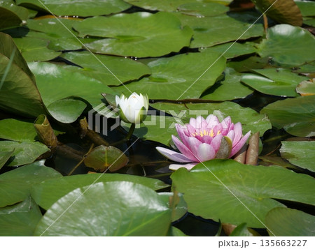 薄ピンクと白色の睡蓮の花 薄ピンクと白色の睡蓮の花 135663227