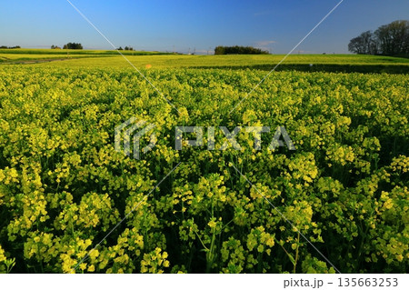 広大な菜の花畑 135663253