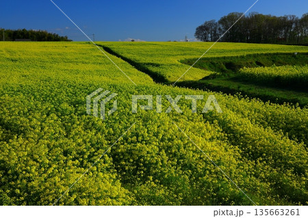 広大な菜の花畑 広大な菜の花畑 135663261