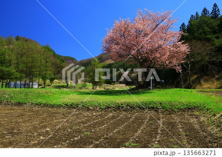 青空に映える満開の桜 青空に映える満開の桜 135663271