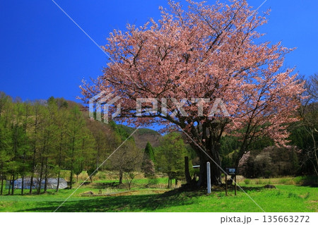 青空に映える満開の桜 青空に映える満開の桜 135663272