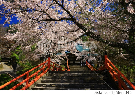 赤い橋と桜 赤い橋と桜 135663340