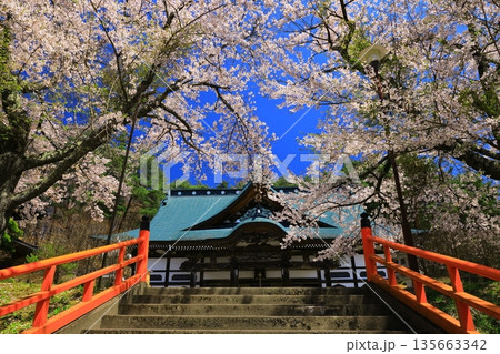 赤い橋と桜 赤い橋と桜 135663342