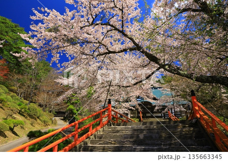 赤い橋と桜 赤い橋と桜 135663345