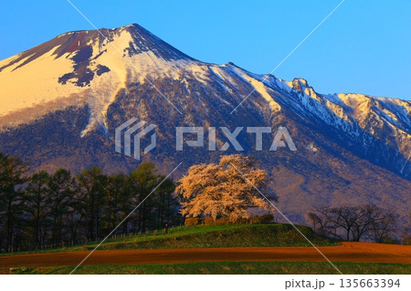 桜のある風景 135663394