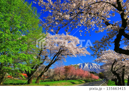 桜のある風景 135663415