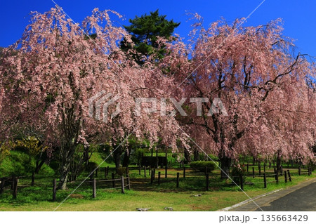 青空に映える満開の桜 青空に映える満開の桜 135663429