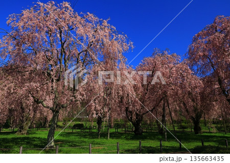 青空に映える満開の桜 青空に映える満開の桜 135663435