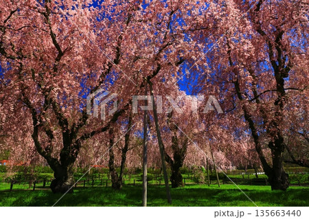 青空に映える満開の桜 135663440